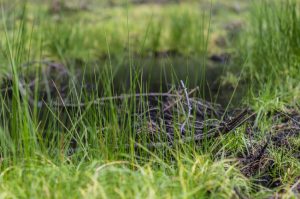 Water Puddle Forming in Tall Grass